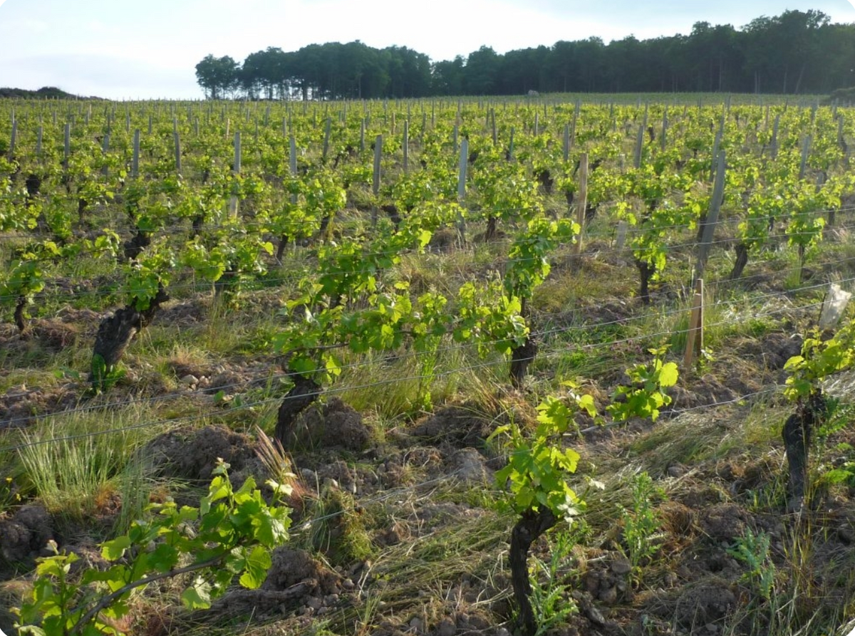 Loire vinsmagning med vinekspert Cécilia Nomine den 1. oktober kl. 18:00